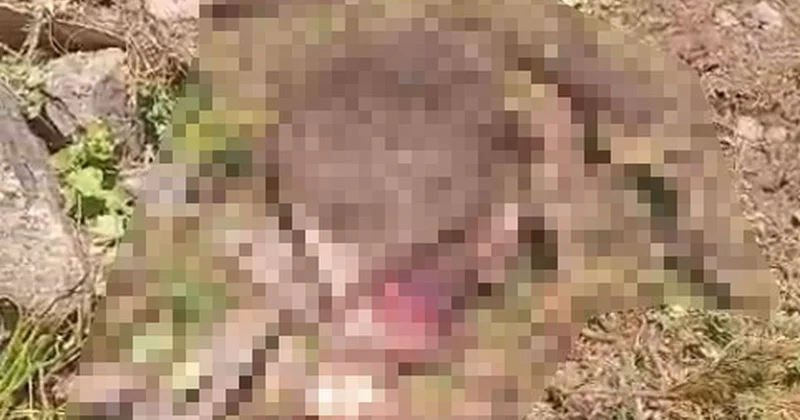 Gümüşhane de kaybolan ineği ayı parçaladı