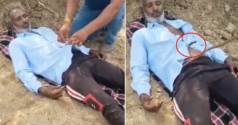 Tarlada uyuyan çiftçinin gömleğine kobra girdi! Arkadaşları zamanla yarıştı