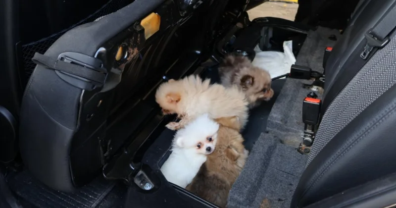Edirne de Pomeranian cinsi 5 köpek yavrusu ele geçirildi