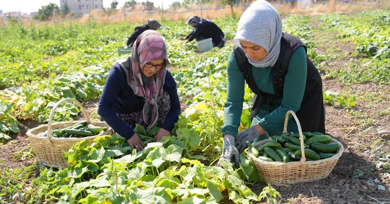 Çubuk turşusu 45 çeşidiyle dünya lezzetleri arasında