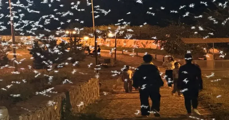Gökyüzünü bir anda kapladı! Ölüm dansı başladı, yarım saat sonra ölüyorlar!