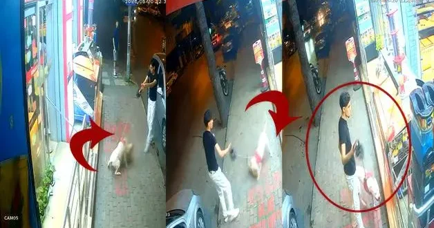 Ağzılıksız gezdirilen doberman kediyi parçaladı esnaf isyan etti