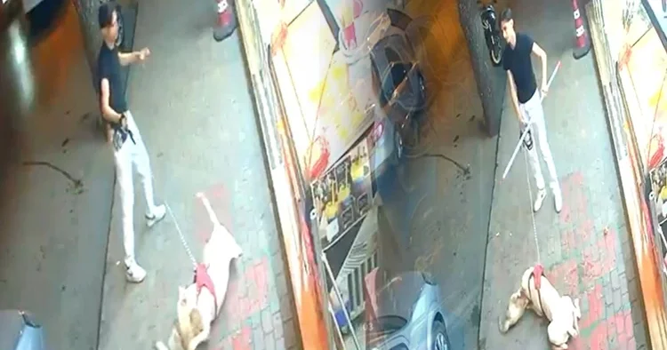 İstanbul da doberman dehşeti: Mahallelinin beslediği Bambi ye saldırıp öldürdü