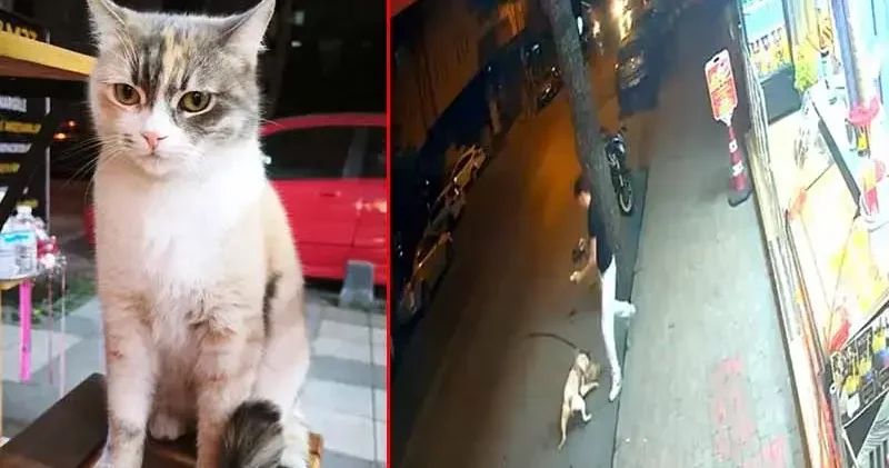 Bağcılar’da dobermanın saldırdığı kedi ‘Bambi’ öldü: Bugün kedi yarın sizin çocuğunuz