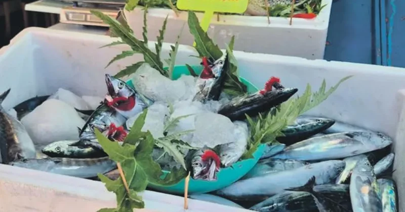 Bu kış palamut bol fiyatlar uygun