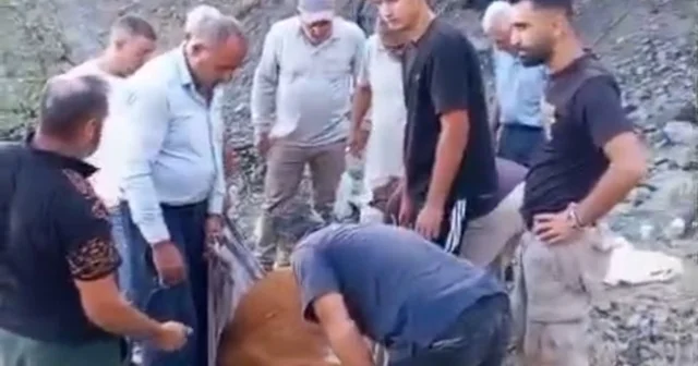 Siirt te dağda mahsur kalan büyükbaş hayvan telef oldu Siirt Haberleri Habertürk Yerel Haberler