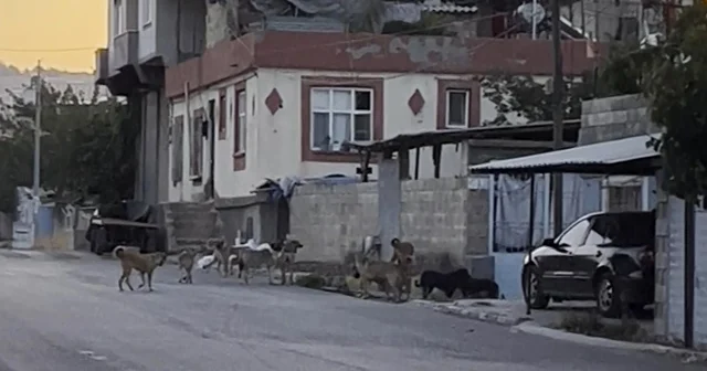 Gaziantep te tedirgin eden görüntü: Başıboş sokak köpekleri sürü halinde Vatandaşlardan toplatılma çağrısı Gaziantep Haberleri Habertürk Yerel Haberler