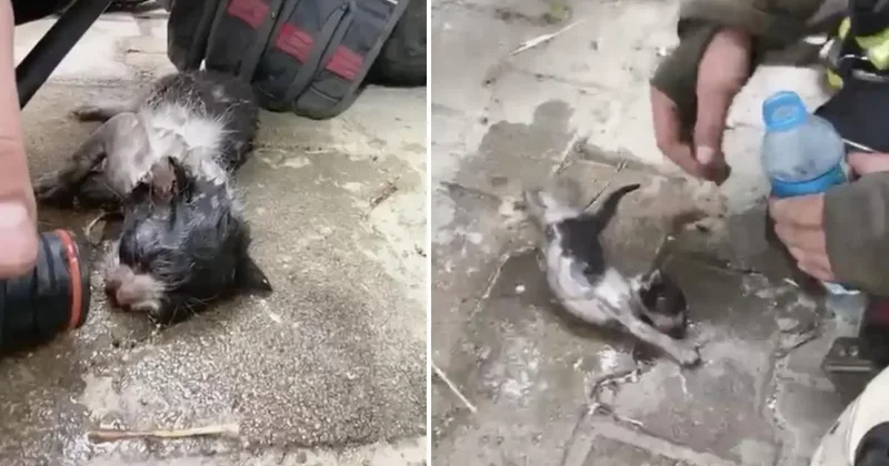 Yangında su ve oksijen verilen yavru kedi hayata döndürüldü