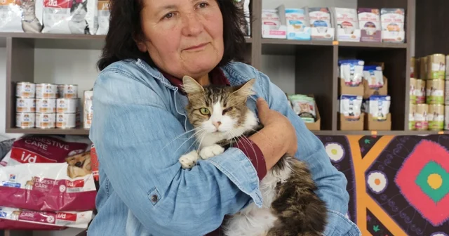 Anemi hastası kedi Nazlı , donör Casper ın kanıyla sağlığına kavuştu Isparta Haberleri