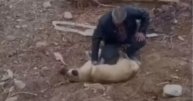 Köpeği Kalp Masajıyla Hayata Döndürdü