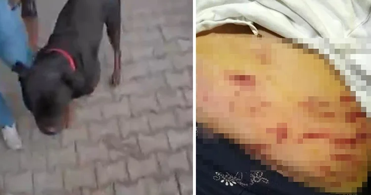 Ağızlıksız gezdirilen köpek önüne gelene saldırdı! Korku dolu anlar kamerada