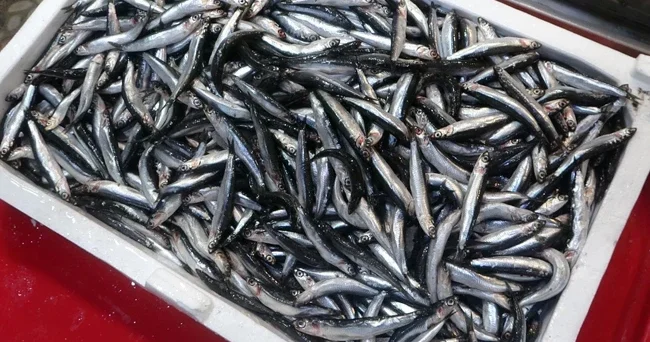 Karadeniz de popülasyonu arttı! İlk karlar, yağmurlar yağsın daha da iyi olacak