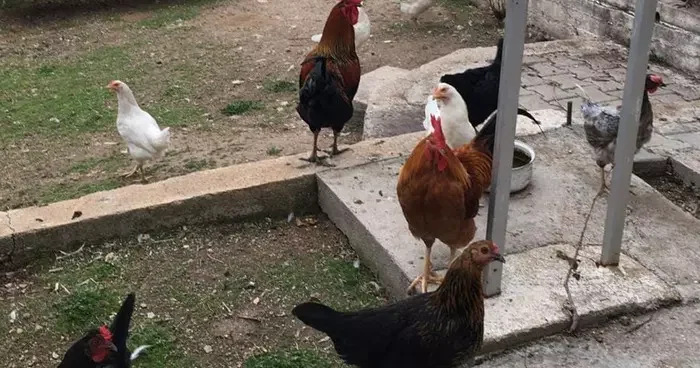 Yer Manisa... CİMER şikayeti mahalleyi ayağa kaldırdı: “İnek, tavuk serbest dolaşıyor” şikayeti!