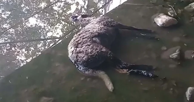 Başıboş köpekler sürüye saldırıp, 3 koyunu öldürdü Manisa Haberleri