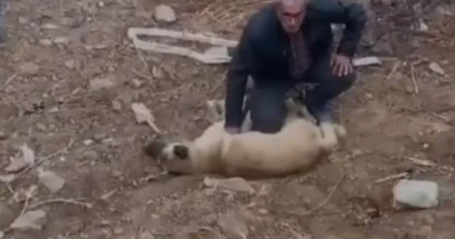 Fenalaşan köpeği kalp masajı yaparak kurtardı; O anlar kamerada Niğde Haberleri