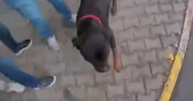 Ağızlıksız dolaştırılan köpek 2 kişiyi yaraladı; o anlar kask kamerasında Mersin Haberleri