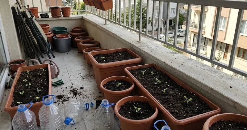 Balkonuna eken 12 ay hasat ediyor: Pet şişeyle verimi 2 kat artıyor Sözcü Gazetesi