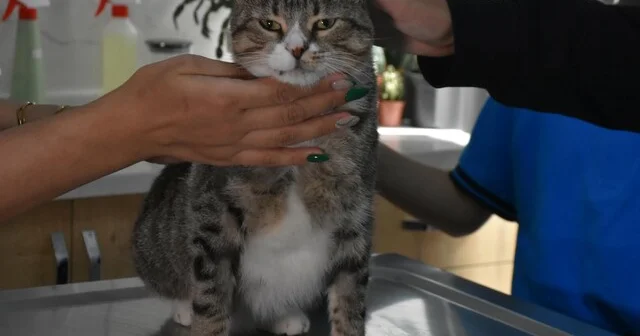 Ortaokul öğrencileri, yaralı kedi Kurabiye nin tedavisi için harçlıklarını biriktirdi İzmir Haberleri Habertürk Yerel Haberler