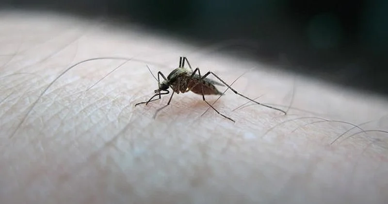 Yaz bitti ama sinekler gitmedi... Meğer nedeni buymuş Sözcü Gazetesi