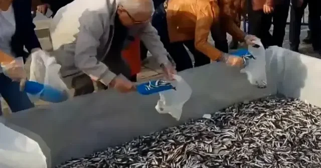 Zonguldak ta düzenlenen hamsi festivalinde 10 ton balık dağıtıldı VİDEO İZLE
