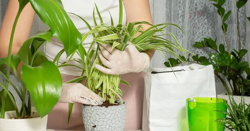 Sinirleri yatıştırmaya yardımcı olan en iyi çiçekler: Evin içi huzurla doluyor Sözcü Gazetesi