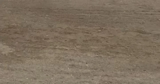 Mudanya sahilinde oltaya takılan martıyı vatandaş kurtardı Bursa Haberleri