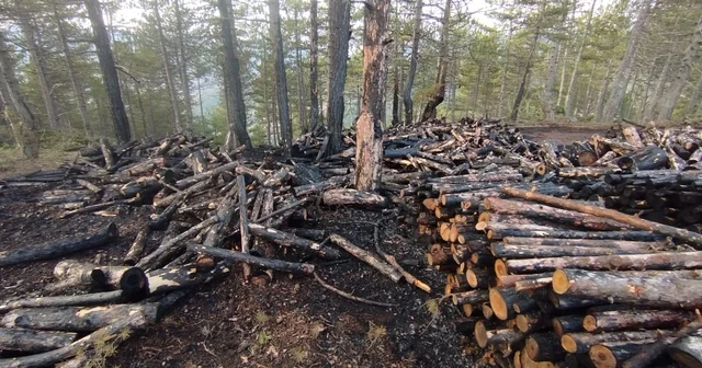 Kesim sahasında yangın paniği: 80 ster çam ağacı zarar gördü Çorum Haberleri