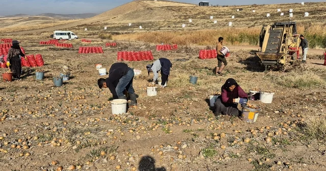 Bahşılı ilçesinde soğan hasadı yapıldı Kırıkkale Haberleri