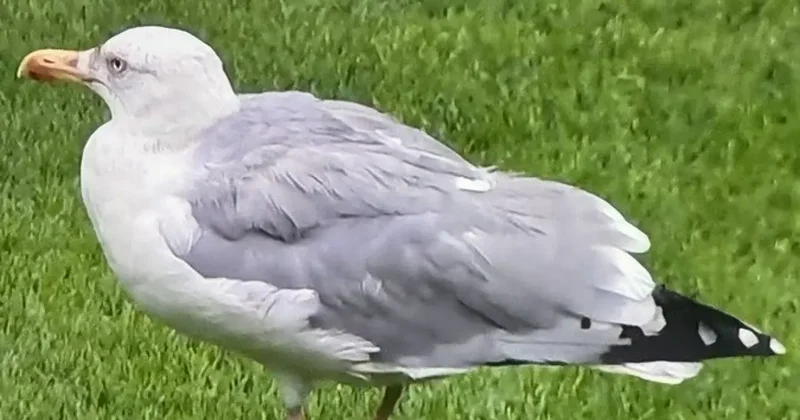 Beşiktaş maçına Martı rötarı! Süleyman Seba nın sözleri gündem oldu