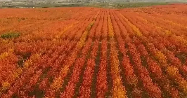 Kabalı meyve bahçesinde sonbahar renkleri havadan görüntülendi VİDEO İZLE
