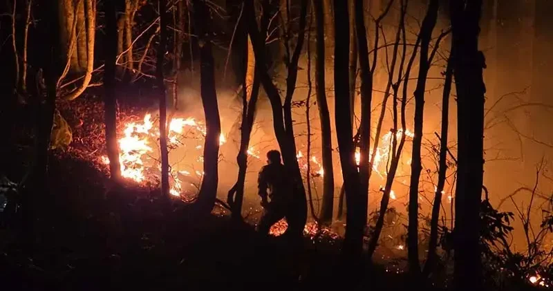 Ordu’da örtü yangını, ormana sıçradı