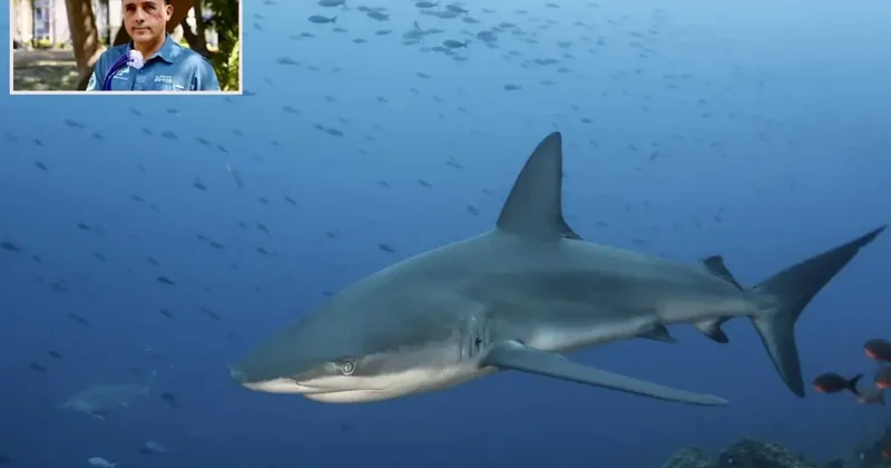 Köpekbalığı Saldırısı: Deniz Biyoloğunun Mücadelesi