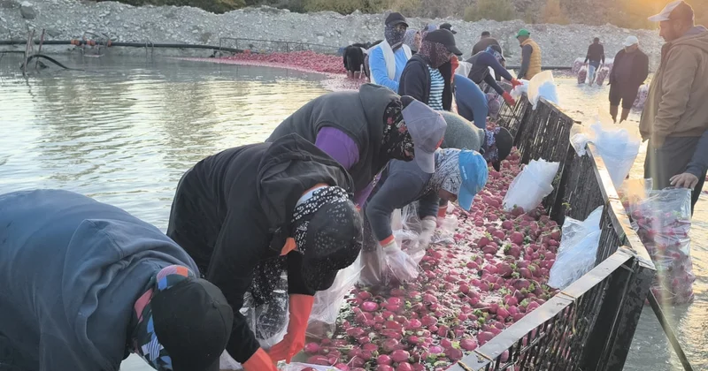 Çiftçi isyanda! Üretici kazanmıyor, aracı kazanıyor Sözcü Gazetesi