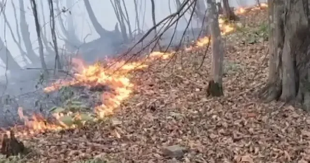 Fındık bahçesinde çıkan örtü yangını: Ekiplerin yoğun müdahalesi sürüyor VİDEO İZLE