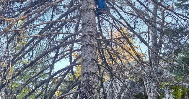 Mantar avcılarının ağaç tepelerinde tehlikeli avı Konya Haberleri