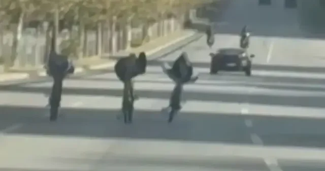 Gaziantep’te bisiklet üzerinde tehlikeli yolculuk: Gençler trafikte yatarak ilerledi VİDEO İZLE