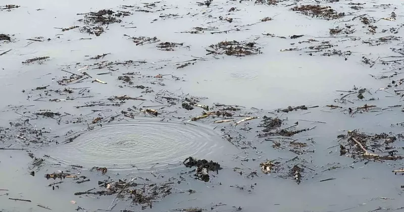 Önce Sapanca şimdi Efteni! Garip kabarcıklar kafaları karıştırdı: Hiç böyle bir şey görmedik, şaşkınız