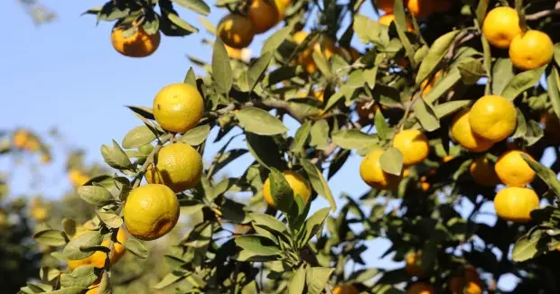 Hatay haberleri Kilosu 2 liraya kadar gerileyince tonlarca ürün ücretsiz dağıtıldı 23 Kasım 2025