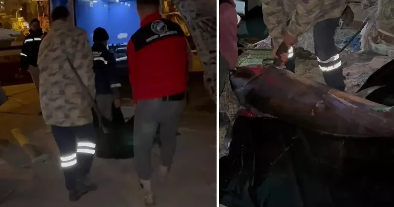 Hatay da Balıkçılar Dev Kılıç Balığı Yakaladı: 65 Bin TL ye Satıldı