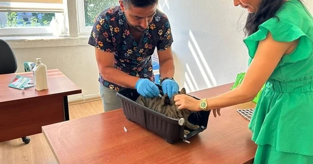 Kedi ve köpeklerin kimliklendirilmesi için son tarih 31 Aralık Adana Haberleri