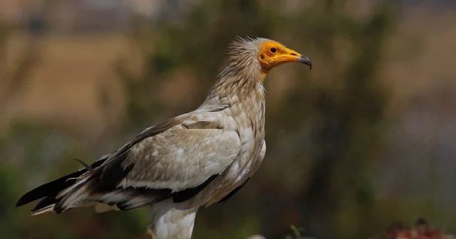 Dünyada sadece 3 yerde görülen doğa olayı: Akbabaların yiyecek döngüsü Türkiye nin tek akbaba izleme istasyonu Bolu da Leşten geriye hiçbir şey kalmaz, doğanın doğal temizleyicileridir Bolu Haberleri