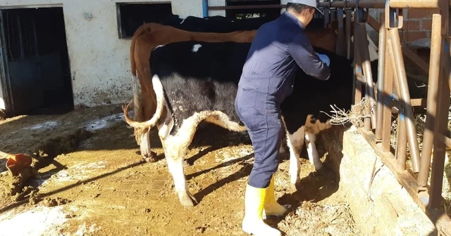 Aydın da şap hastalığına karşı aşılama çalışmaları sürüyor Aydın Haberleri