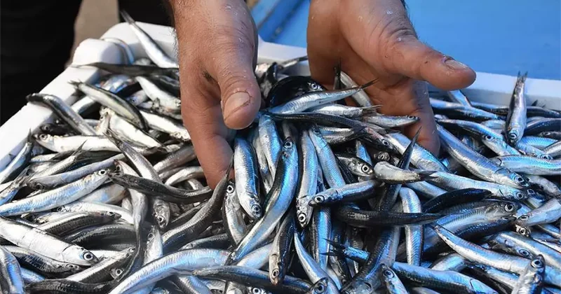 Hamsinin fiyatı düştü, ilgi arttı!