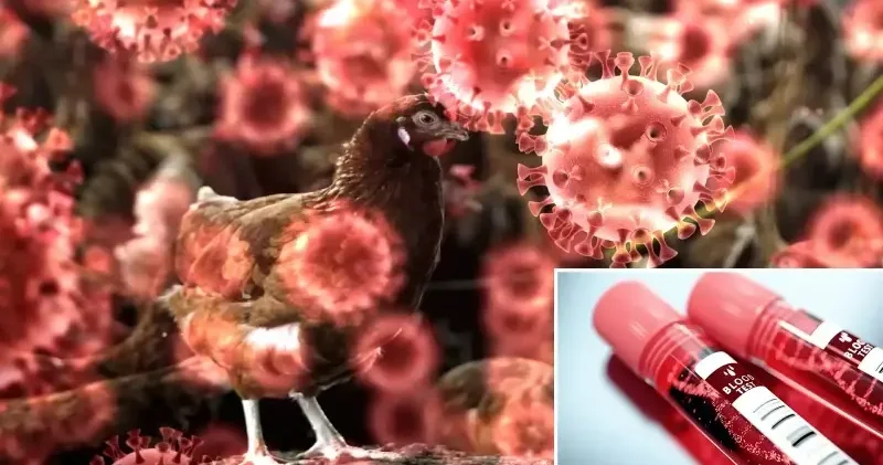 H5N5 kuş gribi insanları öldürür mü? Kuş gribi nedeniyle insanlarda ilk ölüm Sağlık Haberleri