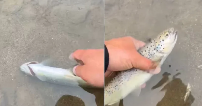 Boğulan balığı son anda kurtardı! Türk yayıncının videosu viral oldu Sözcü Gazetesi