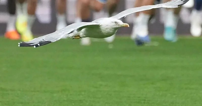 Beşiktaş Samsunspor maçına damga vuran davetsiz misafir