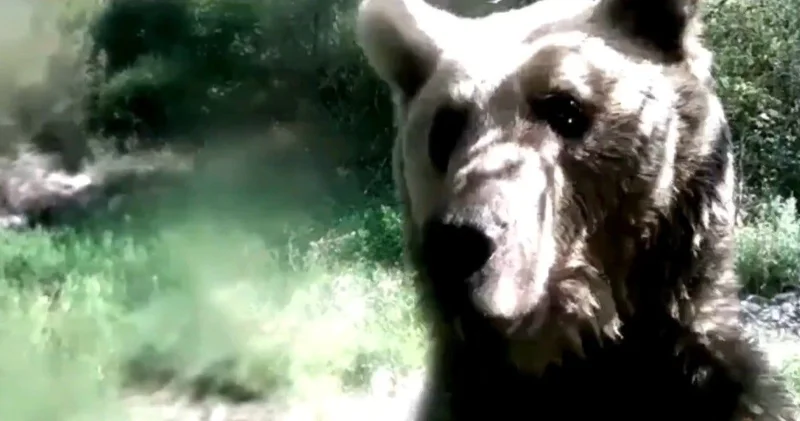 Yavrularıyla gezen ayı fotokapana saldırdı