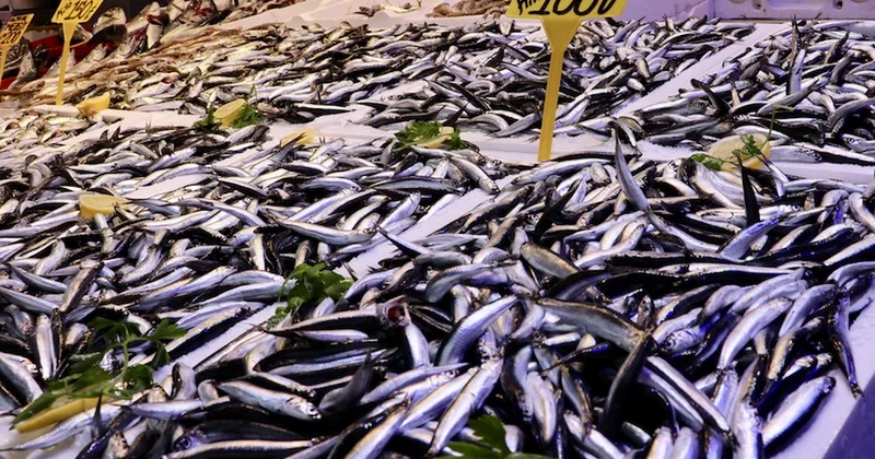 Kilosu 50 liraya düşen hamsi kaçıp gitti Sözcü Gazetesi