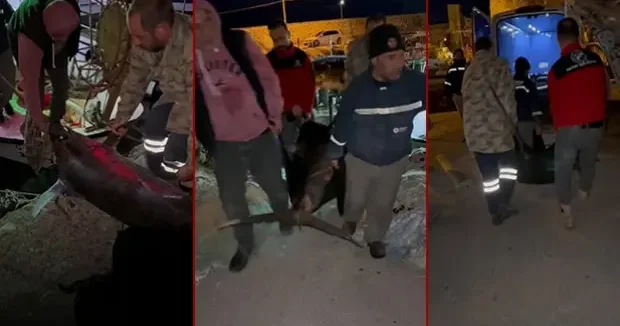 Hatay haberleri Yakaladığı kılıç balığını 4 kişi zor taşıdı! Kilosuna inanmak güç 23 Kasım 2025