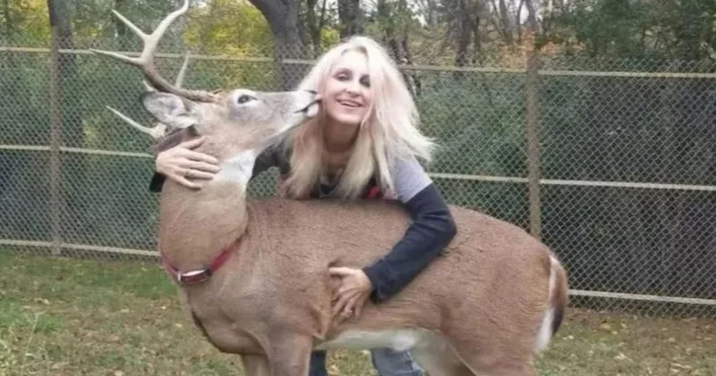 Hayatını vahşi hayvanlara adamıştı: Baktığı geyik tarafından öldürüldü